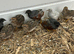 Quails
