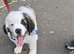 Last male Saint Bernard puppy looking for his forever home