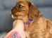 Beautiful Cavalier King Charles Spaniel
