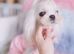 Beautiful Adult Korean Maltese Girl