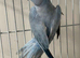 Stunning blue Indian Ringnack parrot