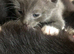 Two kitten s