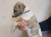 Beautiful Whippet Puppies
