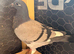 Young birds for sale