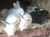 New zealand baby rabbits for sale