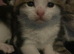 1 kittens left
