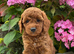 F1b Cockapoo Puppies Available