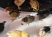 Chicks