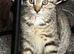 Adorable Female tabby kitten in need of a loving home.