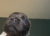 Fluffy female French bulldog