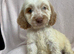 Cockapoo puppies