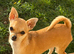 Tea cup chihuahua female