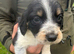 Cocker X Collie