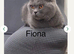 GCCF ACTIVE BSH QUEEN AND CHILDREN FOR SALE
