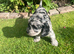 F1b cockapoo puppies