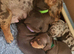  Micro-Chipped & Fully Vet-Checked Miniature Dachshund Boys – Ready This Weekend!