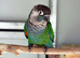 Pearly Conure