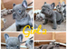 French bulldog puppies