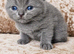 British shorthair kittens