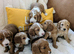 Adorable full DNA tested Cockerpoo puppies