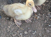 3x Appleyard ducklings