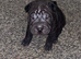 5 month old puppy