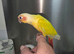 3 Hand Reared Silly Tame Green Cheek Conures