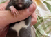 Male rats and female rats available