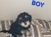 I have 4 Beautiful Cockerpoo x Poodle puppies