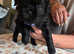 Chocolate Shih Tzu For Stud