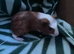 2 male Guinea pigs