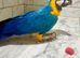 Tame blue and gold macaw