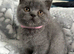 Stunning Blue Girl Purebred BSH