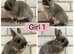 Netherland Dwarf Baby Bunnies