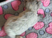 2 kittens available