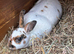 Mini Rex doe