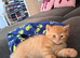 The most prettiest little ginger girl for sale