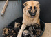 German shepherd puppies