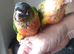 hand reared yellow sided conures