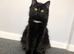 Part Maine coone cat 9 months female