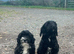 Fully vaccinated Jackapoos
