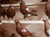 CHOCOLATE AND YELLOW MULEMANS RACING PIGEONS