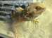 Bearded Dragon Male 3 Year Old