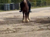 13h cob LWVTB/ sale