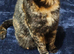 Last 2 British shorthair kittens