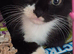 1 Beautiful Female Kitten