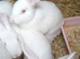 One  12 week old continental x flemish giant rabbit