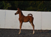 Arabian colt foal available at weaning