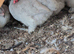 Lavender pekin trio