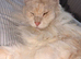 2 Maine Coon Cats